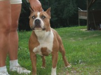 /album/photogallery/angelmaxpupsmiley630-088-jpg/